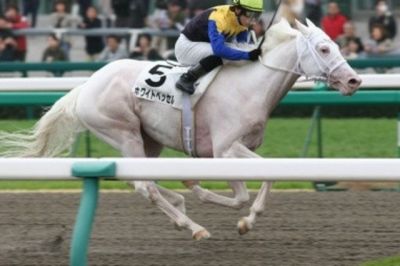 Rare White Japanese Thoroughbred Race Horse Named White Vessel